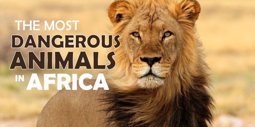 images of wild animals in africa
