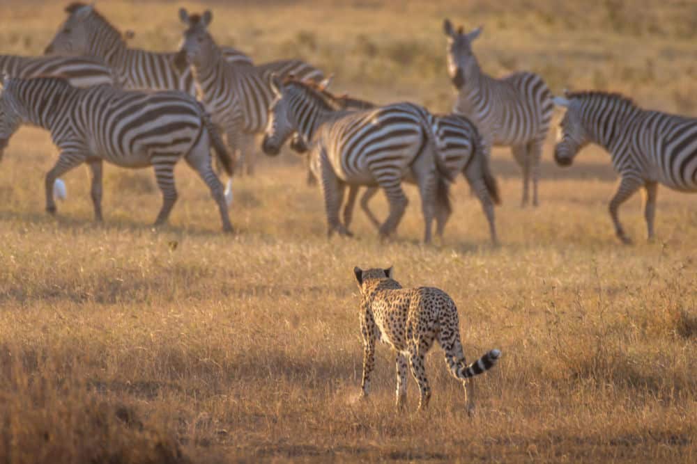 zebras and cheetahs