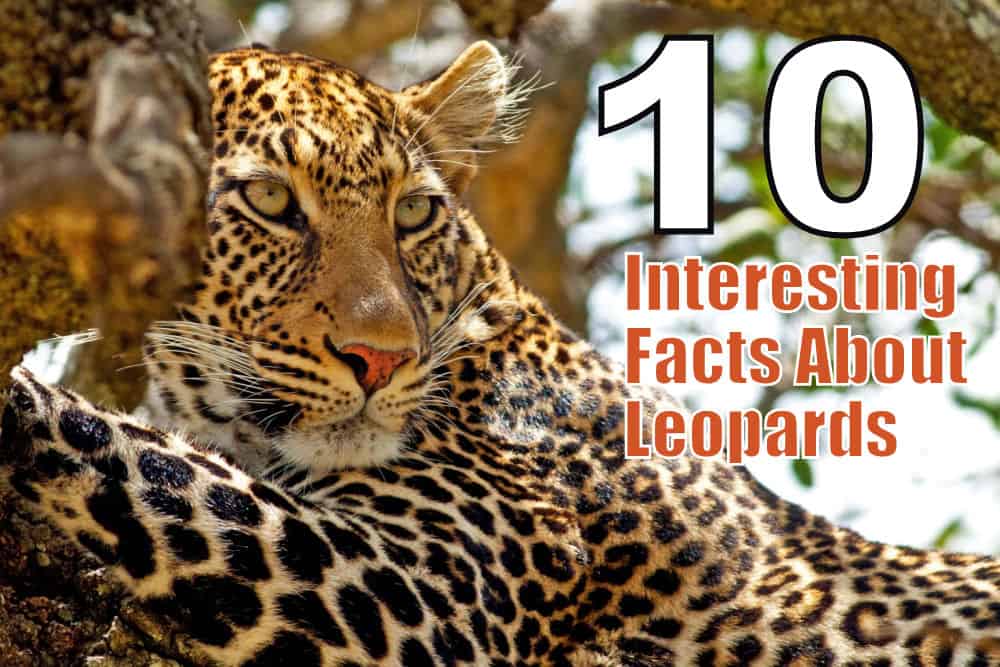 20 Simply Unbelievable Facts That Are 100% True