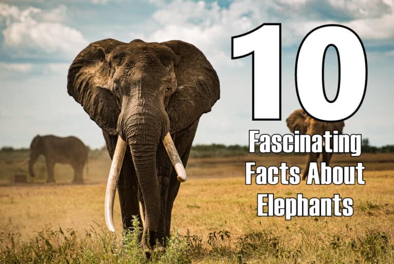 10 Fascinating Facts About Elephants Ultimate Kilimanjaro