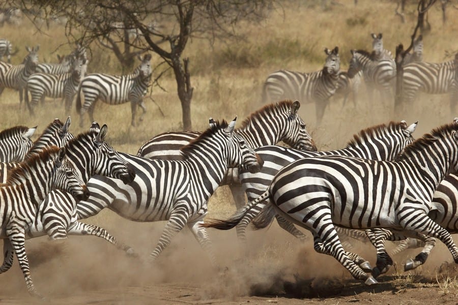 12 Fun Facts About Zebras: Striped Wonders of the Savannah