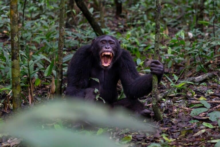 10 Fun Facts about Chimpanzees | Ultimate Kilimanjaro