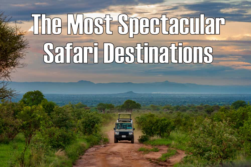 Top 10 Destinations for African Safaris