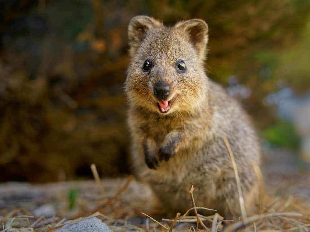 Cutest Animal Alive
