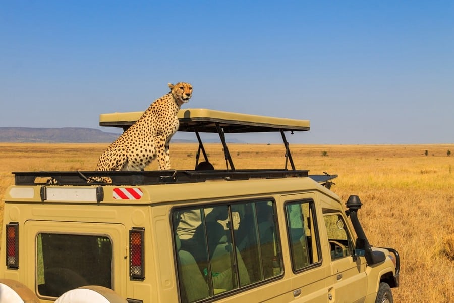 disney safari ride real animals