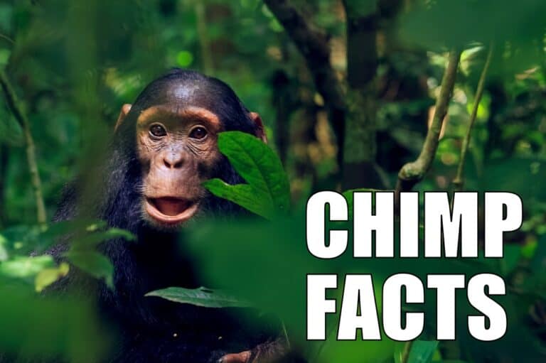 10 Fun Facts about Chimpanzees | Ultimate Kilimanjaro