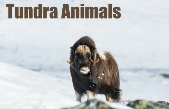 Tundra Animals of the Arctic, Antarctic & Alpine Zones (Photos)