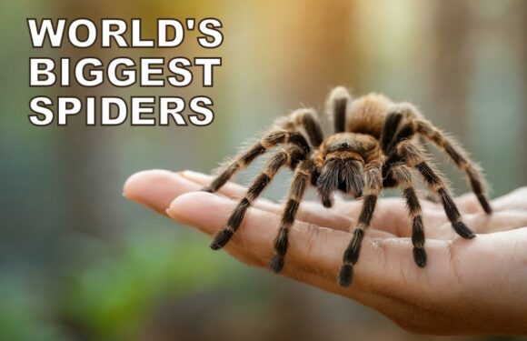 The 15 Biggest Spiders in the World (Photos)