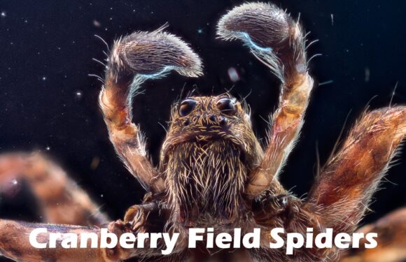 Cranberry Field Spiders: How Wolf Spiders Control Pests