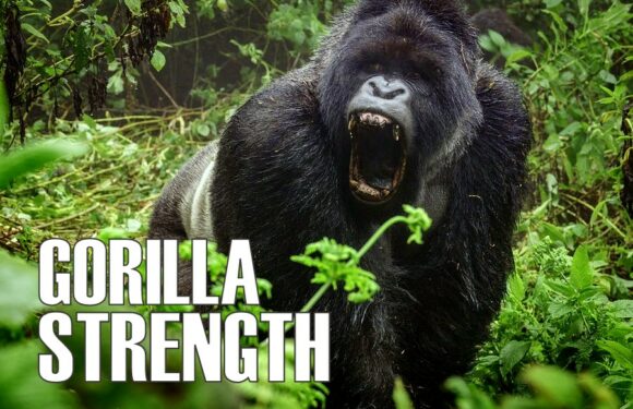 How Strong is a Gorilla?