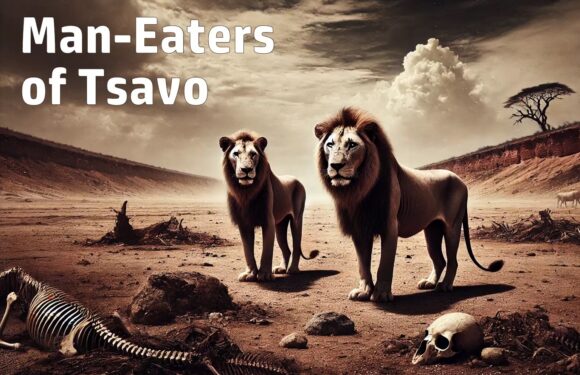 The Lions That Ate 135 People (Man-Eaters of Tsavo)